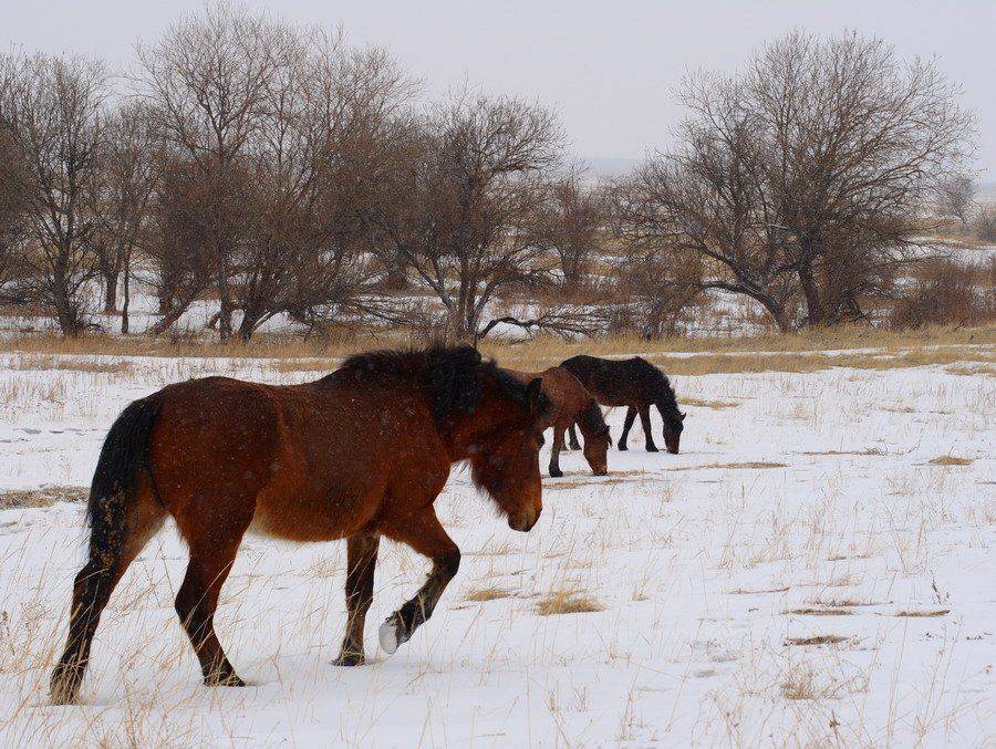 Бурятия, лошадь, степь, снег, Олег Шубаров