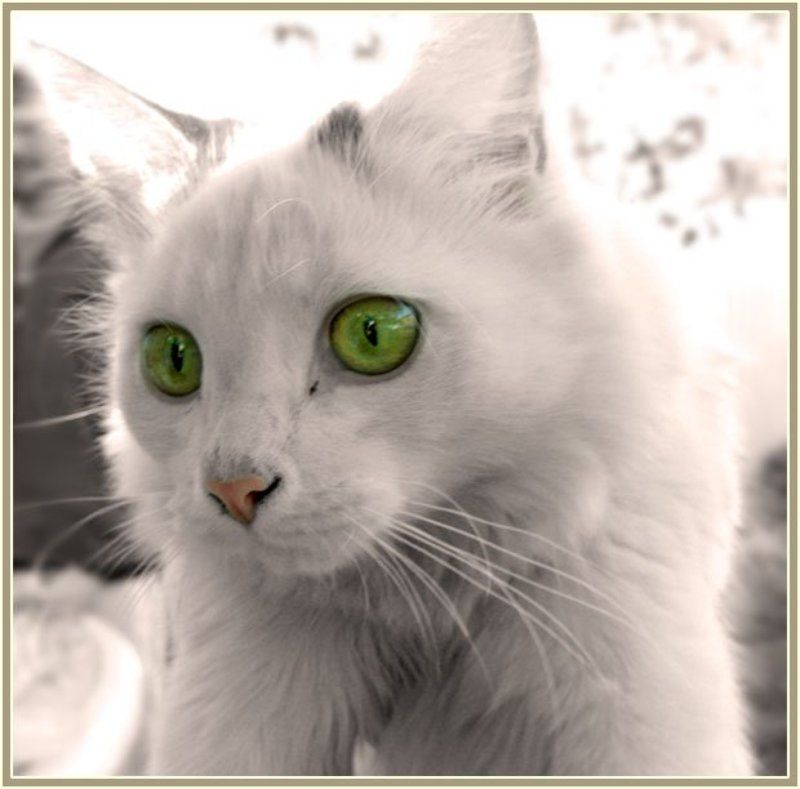 чумазый фото превью