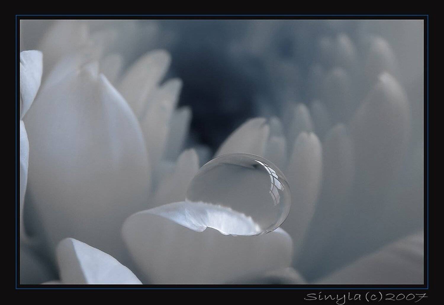 Макро, капля, хризантема, Сергей