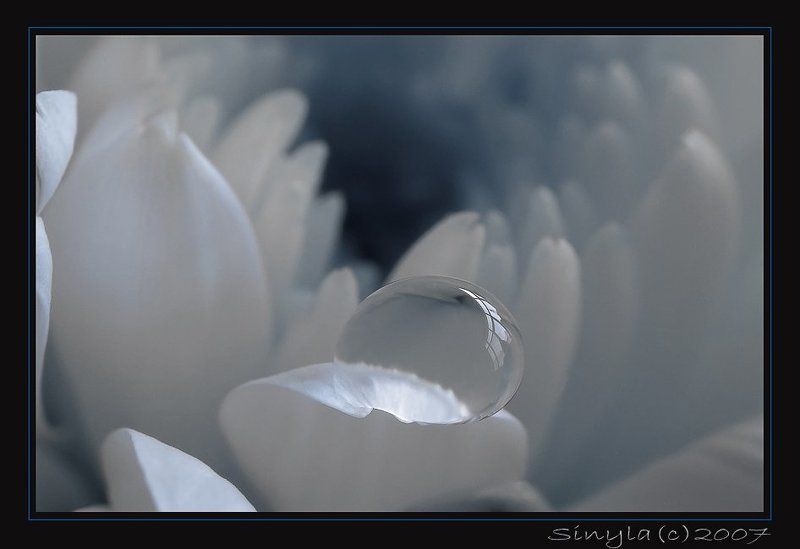 Макро, капля, хризантема Хрусталь фото превью