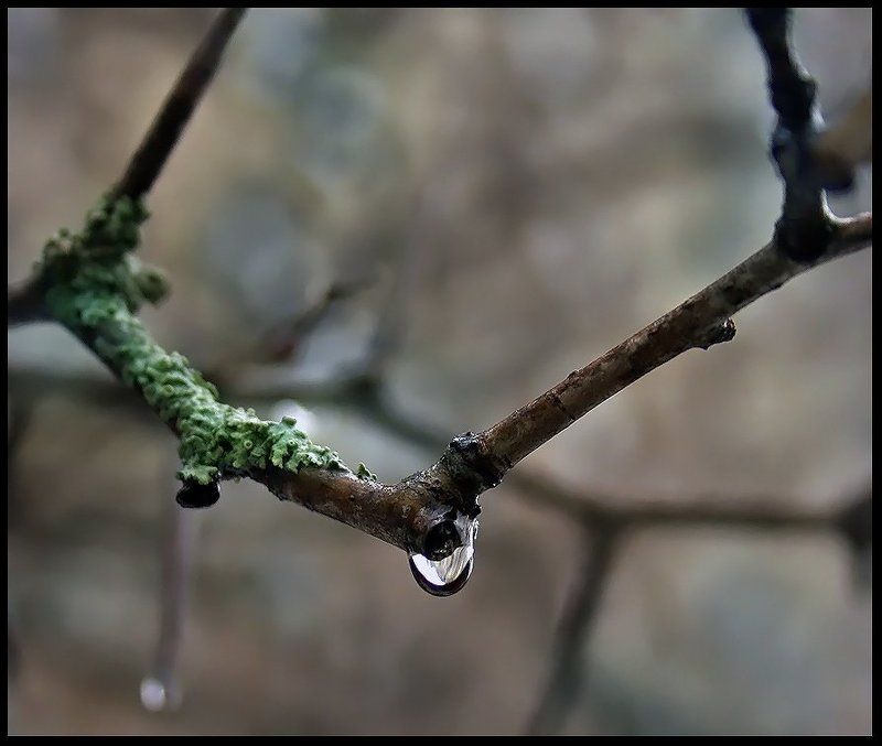 слеза, весна, капля, вода Весенняя слеза фото превью