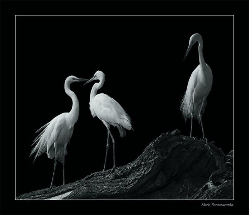 третий лишний... фото превью