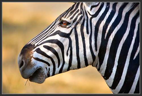 Отрочество