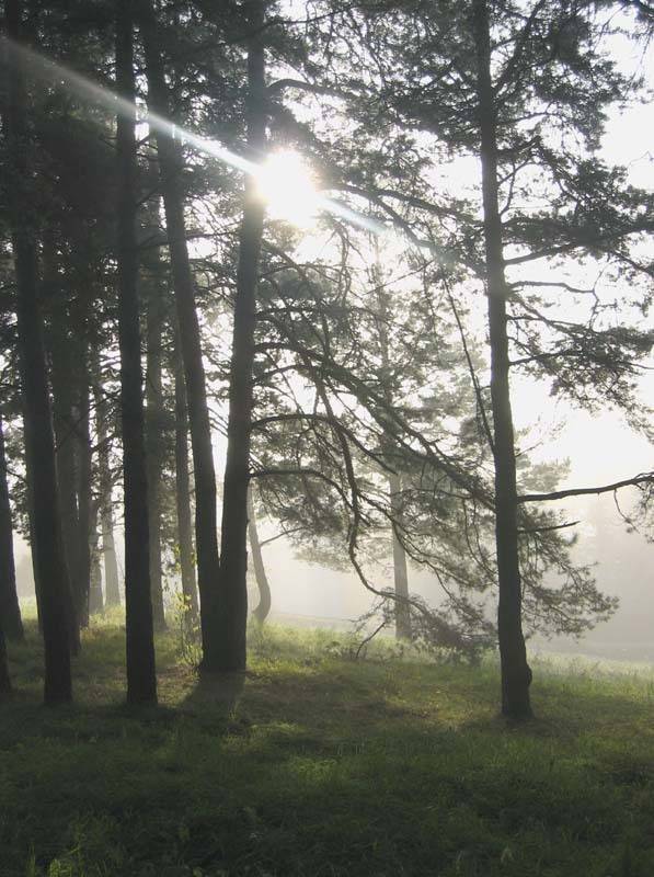 сказка, лес, солнце, трава, поляна, Vincent