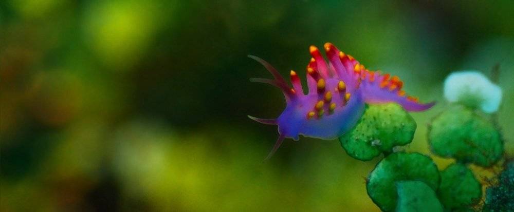 голожаберный,моллюск, fotomafia