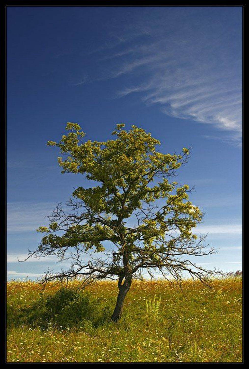 Дерево облако, Геннадий Романов