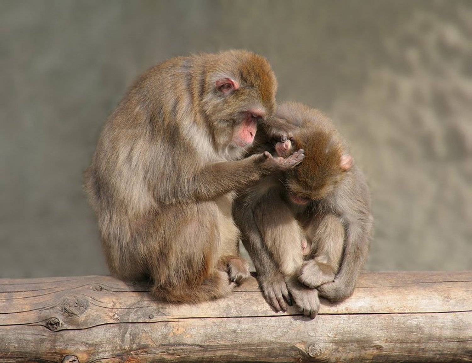 macaca, fuscata, Надежда Муравьёва