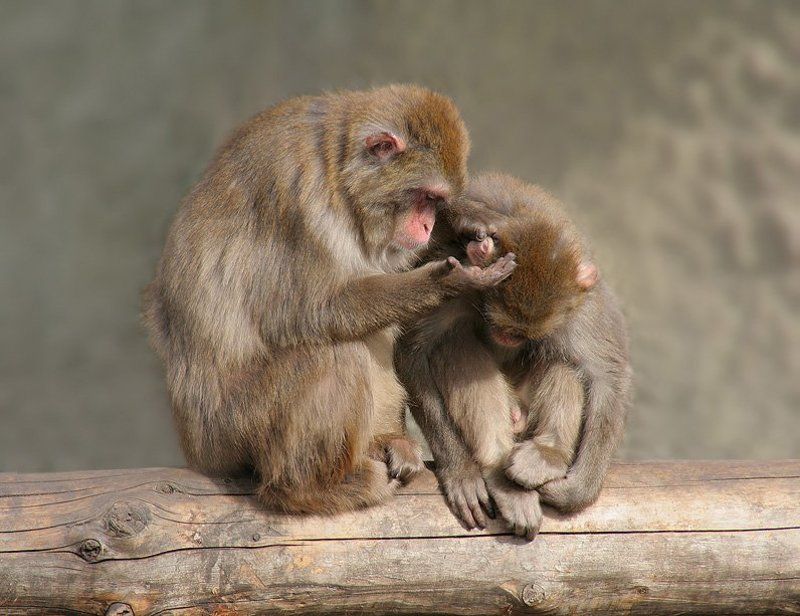 macaca, fuscata Ну, сколько тебя учить: никогда никому не позволяй вешать себе лапшу на уши! фото превью
