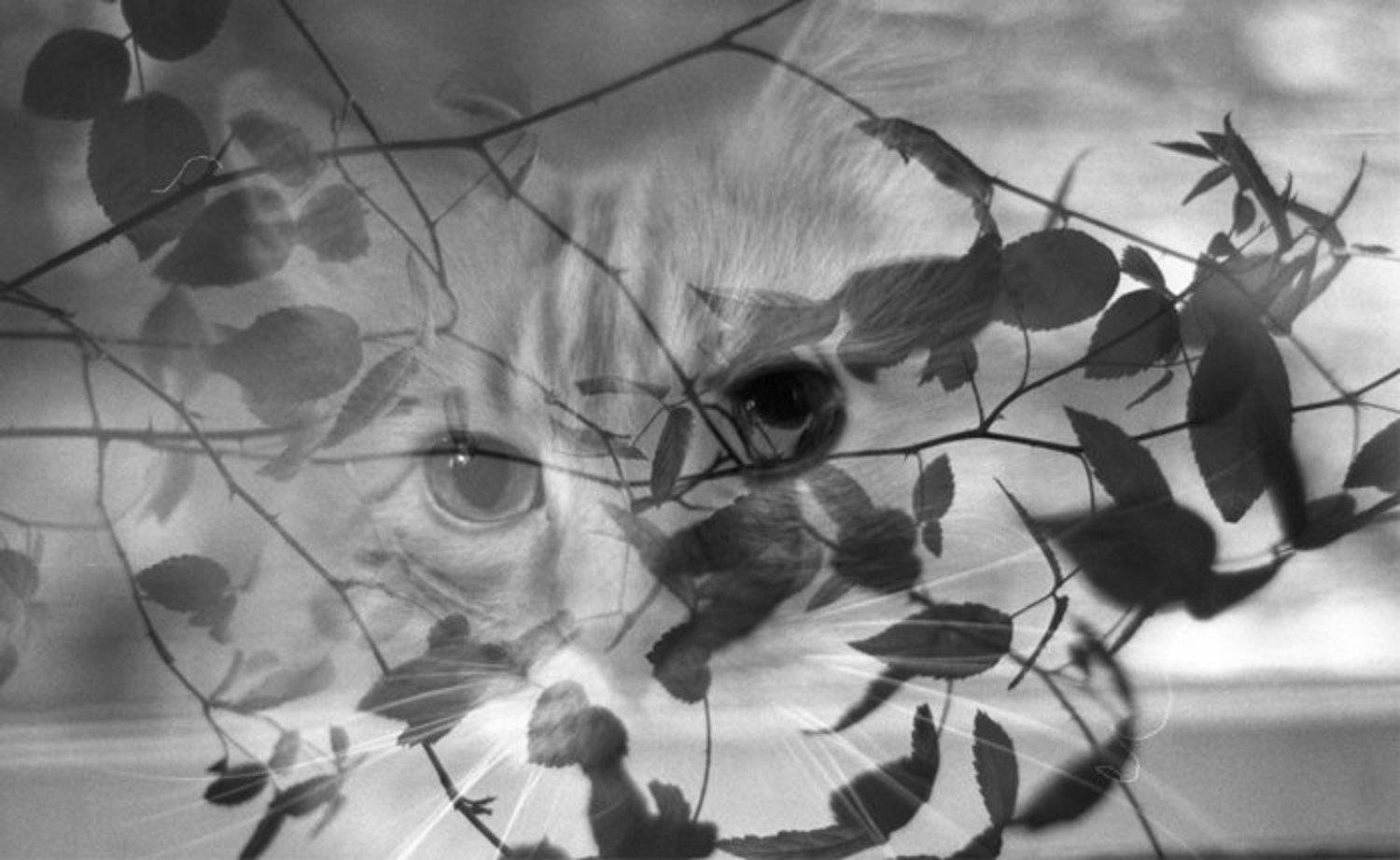 кот, плёнка, чб, Qi