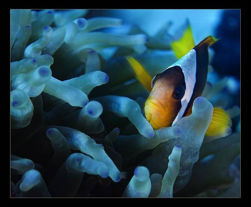 красное, море, клоун, и, анемон, Torchuck