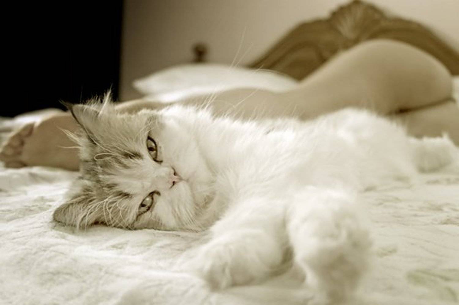 кошка,гламур,девушка, Владимир Кучинский