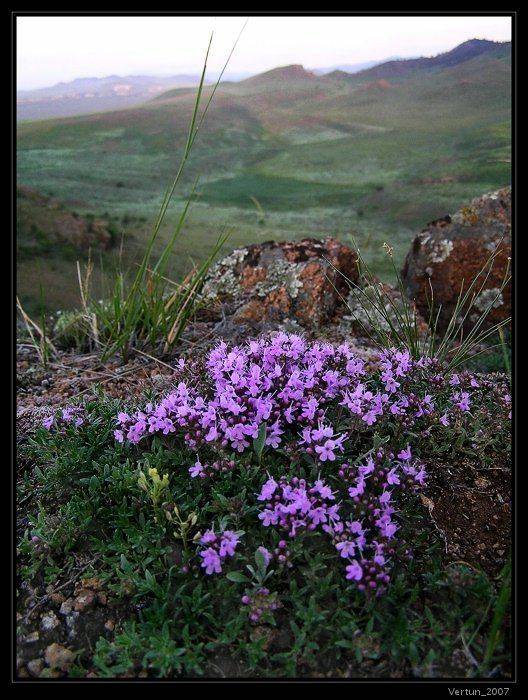 горы,вечер,цветы,лето,бурятия, Игорь Глушко