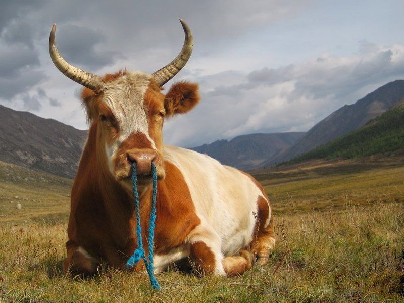 Портрет Трудяги фото превью