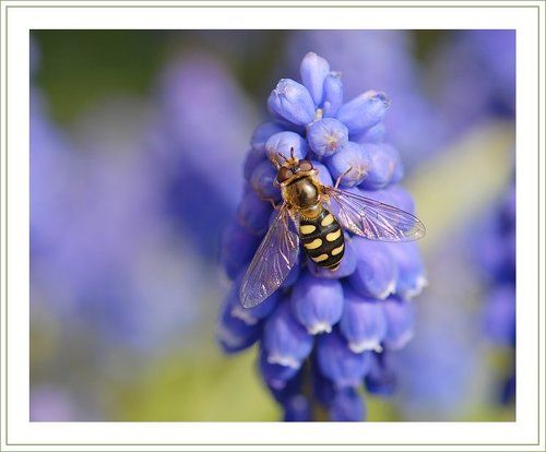 Все любят мёд :)