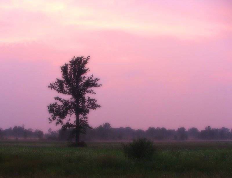 ежик в тумане, Pilgrim