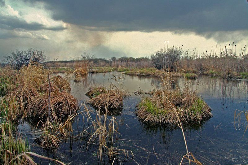 болото, камыш, кочки, гроза шумел камыш фото превью