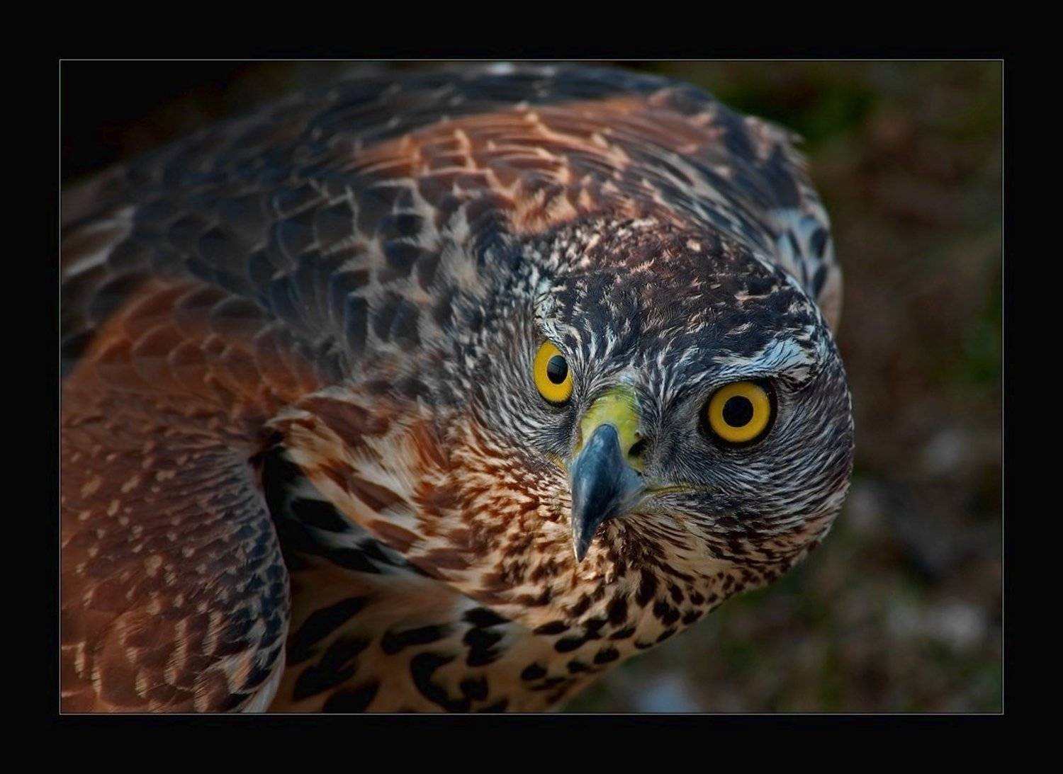 глаза, хищник, птица, взгляд, i_go, i_GO