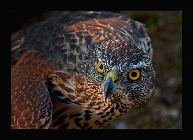 глаза, хищник, птица, взгляд, i_go Орлинный взор, напор... фото превью