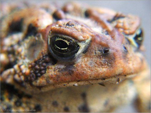 Портрет соседки с bokeh