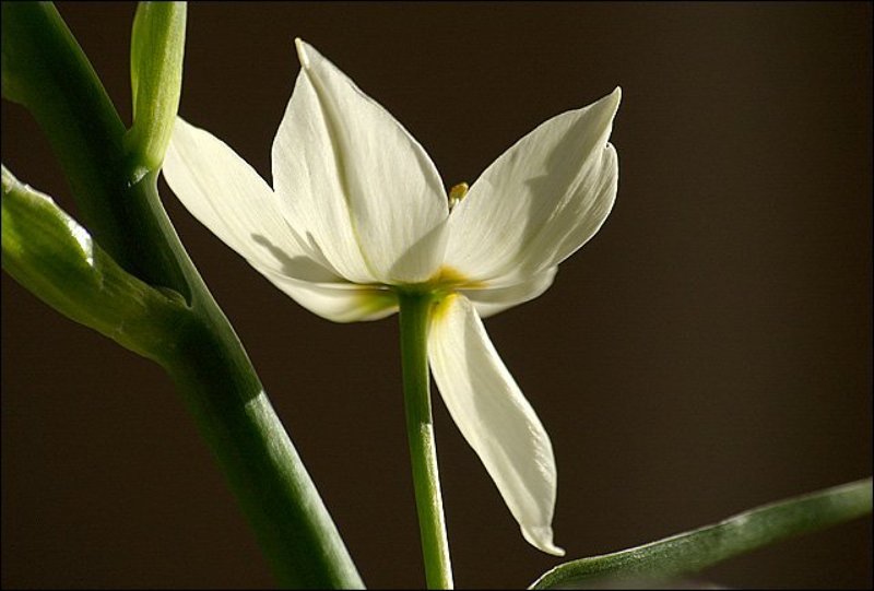 цветы Цветок фото превью