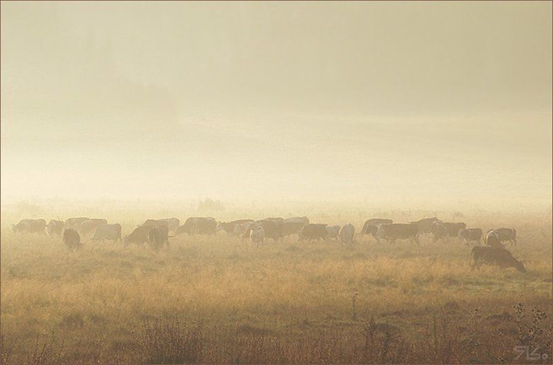 Ко... фото превью
