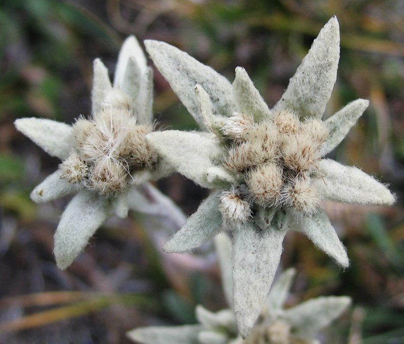монголия, ледник, отгонтынгер, эдельвейс Эдельвейс фото превью