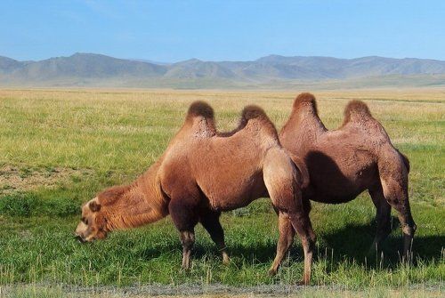 Четырехгорбый, шестилапый