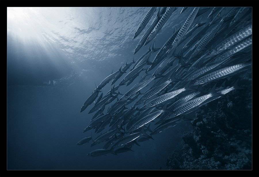 красное, море, барракуды, Torchuck