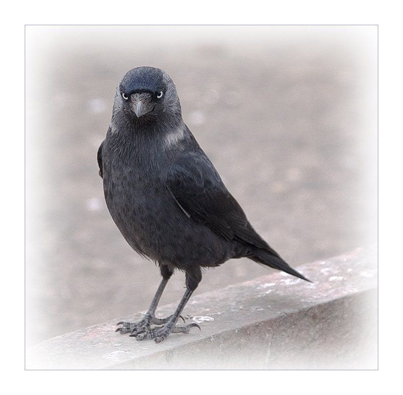 Галчёнок фото превью