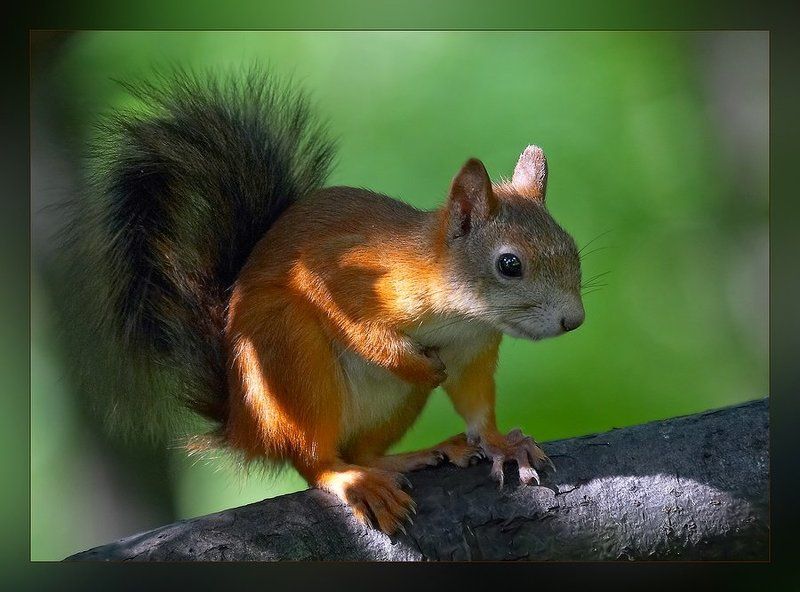 белка Все, что нажито непосильным трудом... фото превью