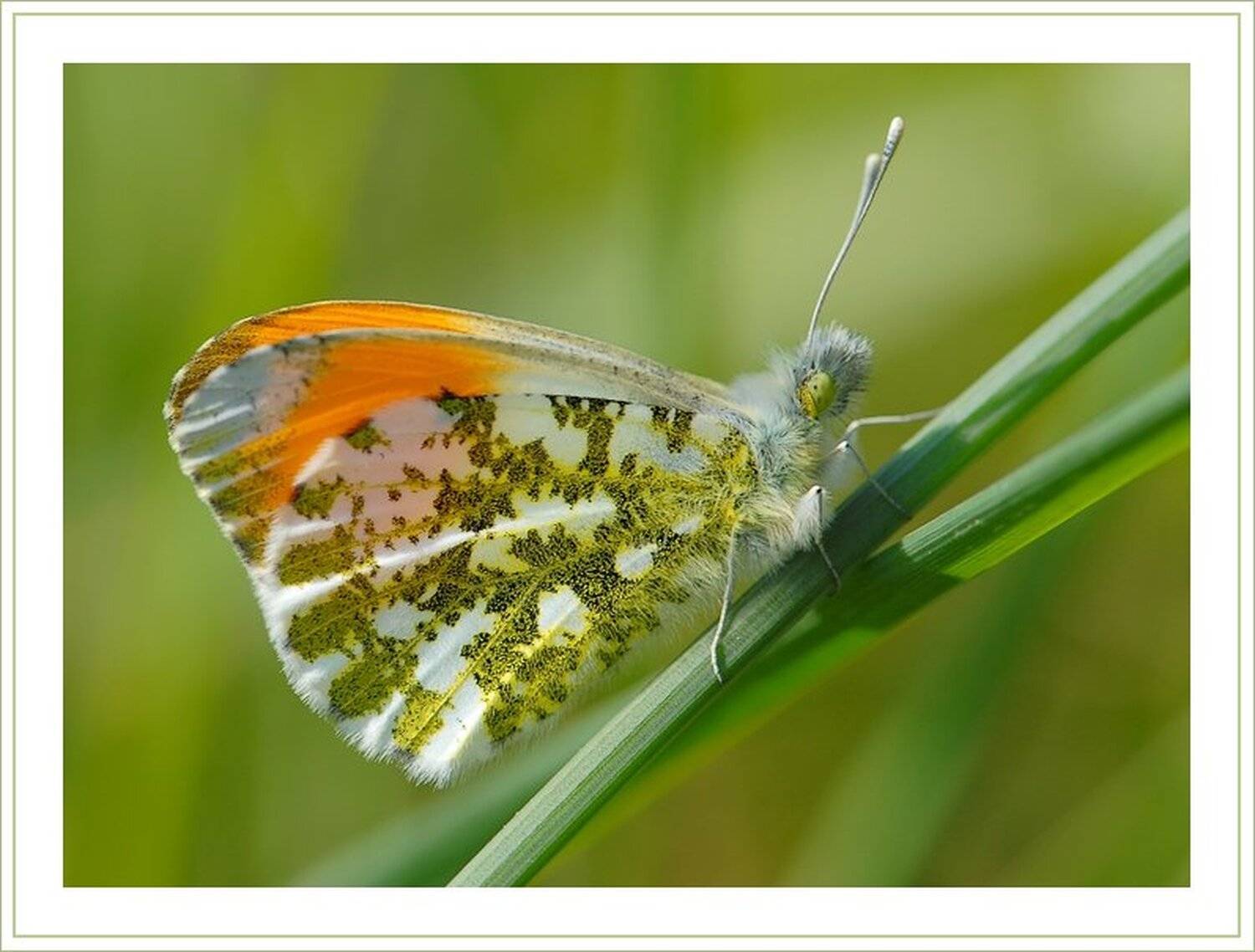 бабочка, зорька, chark