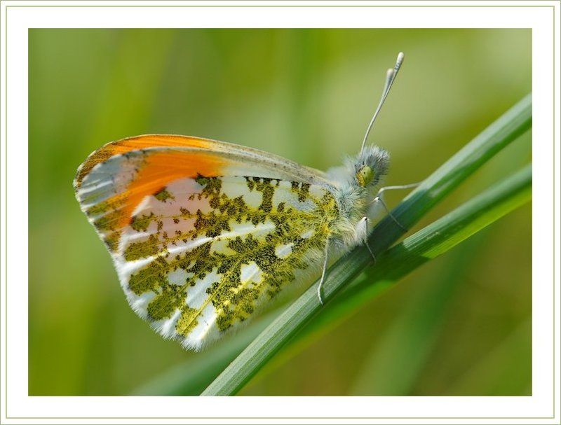 бабочка, зорька Королова(а вообще) Король весеннего луга фото превью