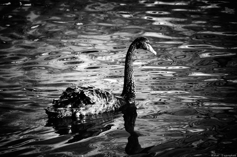 чб, чёрный, лебедь Чёрный лебедь фото превью