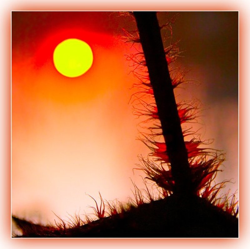 Выше солнца фото превью