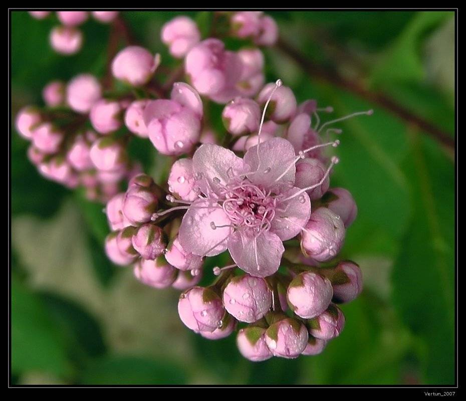 цветы,бутоны, Игорь Глушко