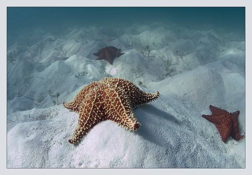 доминикана, морские, звезды, песок, море, Torchuck