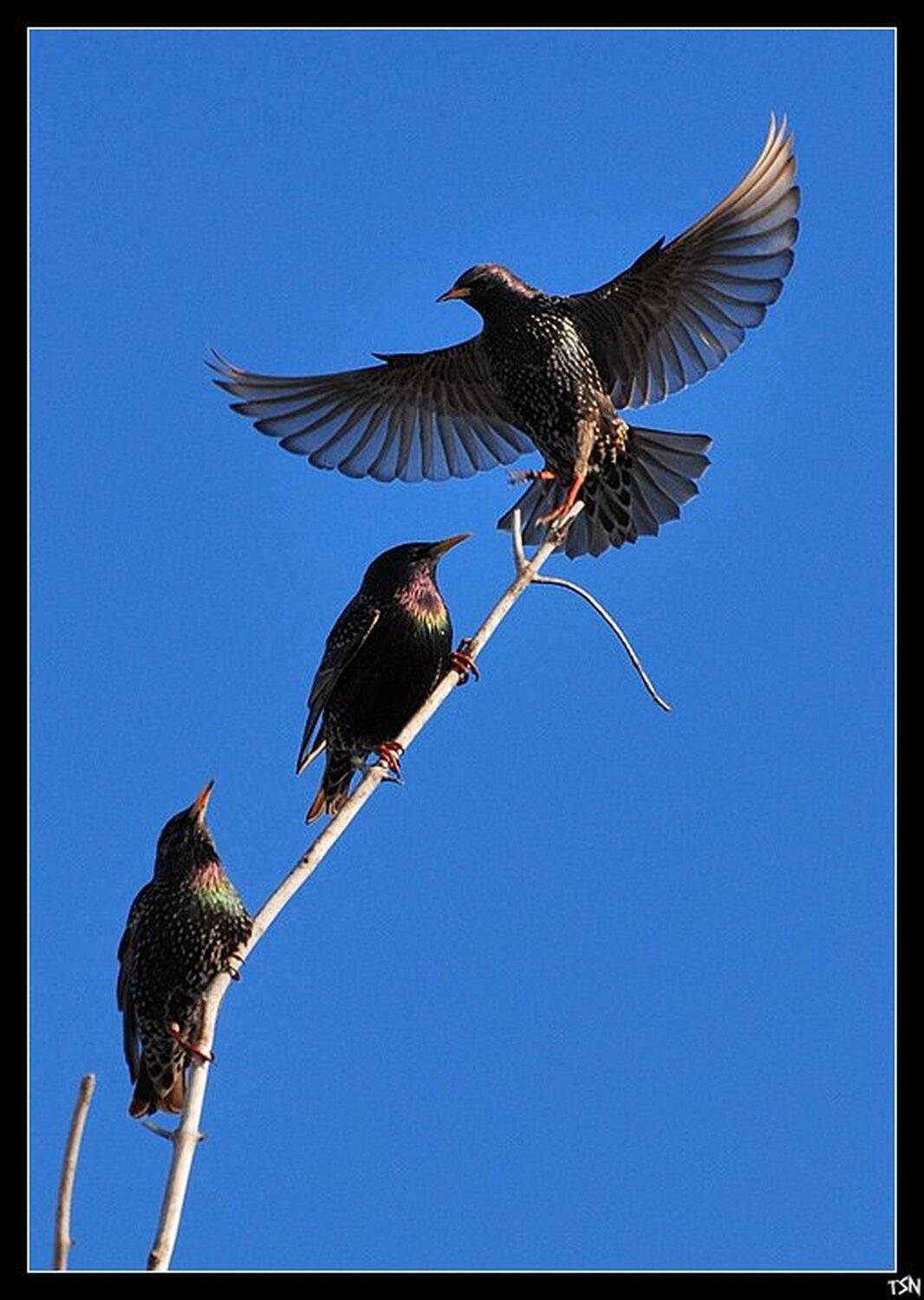 скворцы, Сергей Требунских
