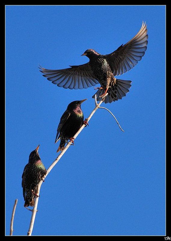 скворцы Скворцы прилетели! фото превью