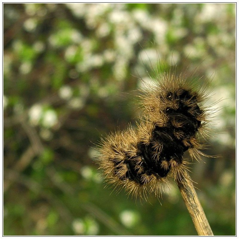 мохнатый, зверь, на, палочку, прыг Пчелайн фото превью