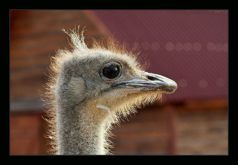 страус, глаз, птица, голова, i_go Каралевна фото превью