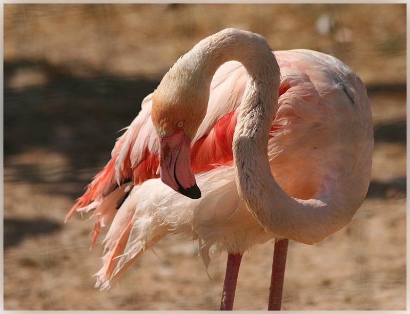 фламинго hdd Из прошлого.. фото превью