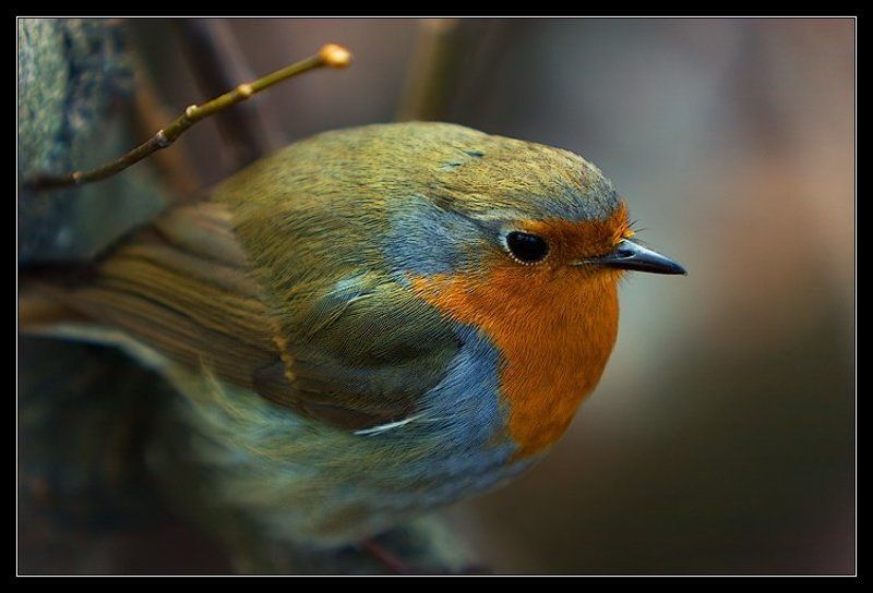 зарянка Портрет Зарянки в интерьере с веточкой фото превью