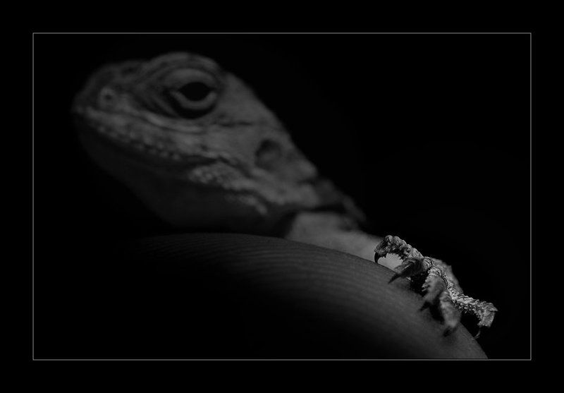 Lizard ... фото превью