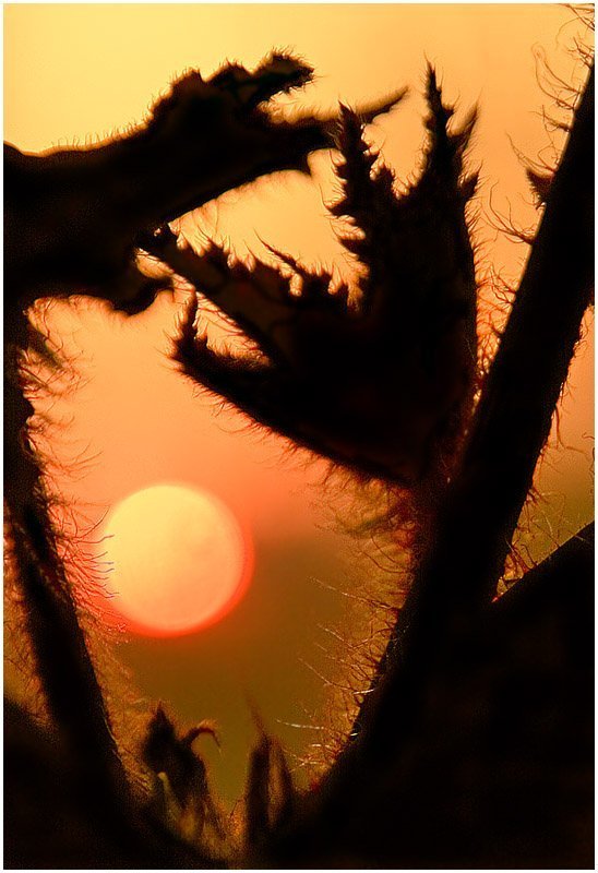 Дракон и солнце фото превью