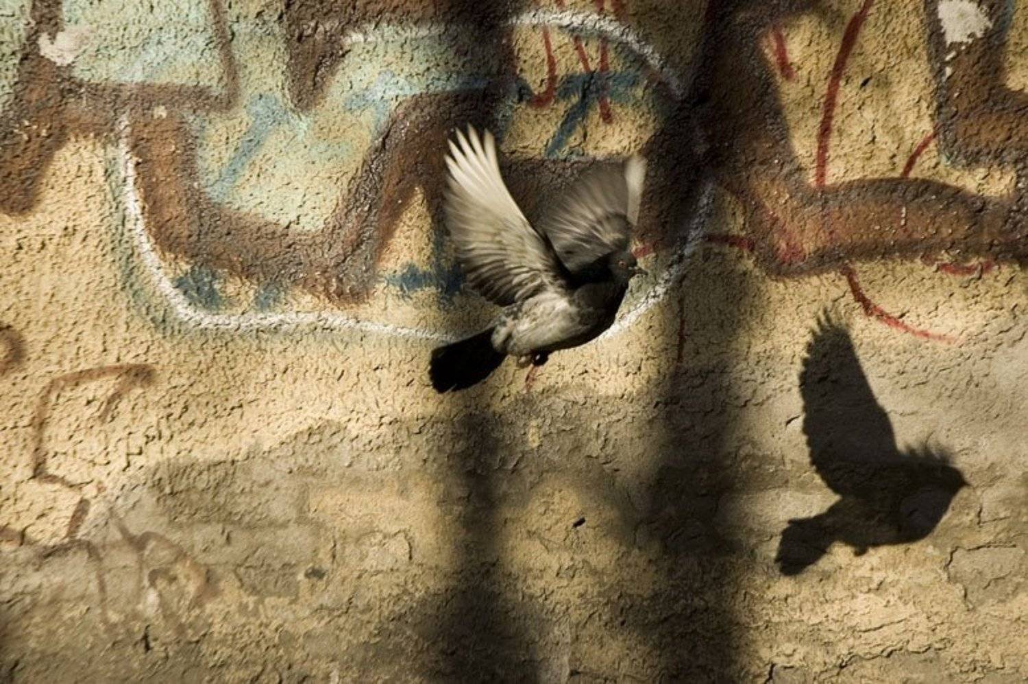 птицы.голуби., Евгений Пугачев.