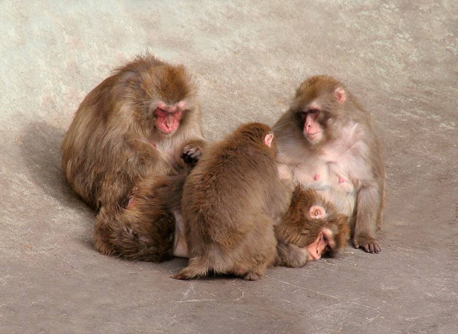 macaca, fuscata, Надежда Муравьёва