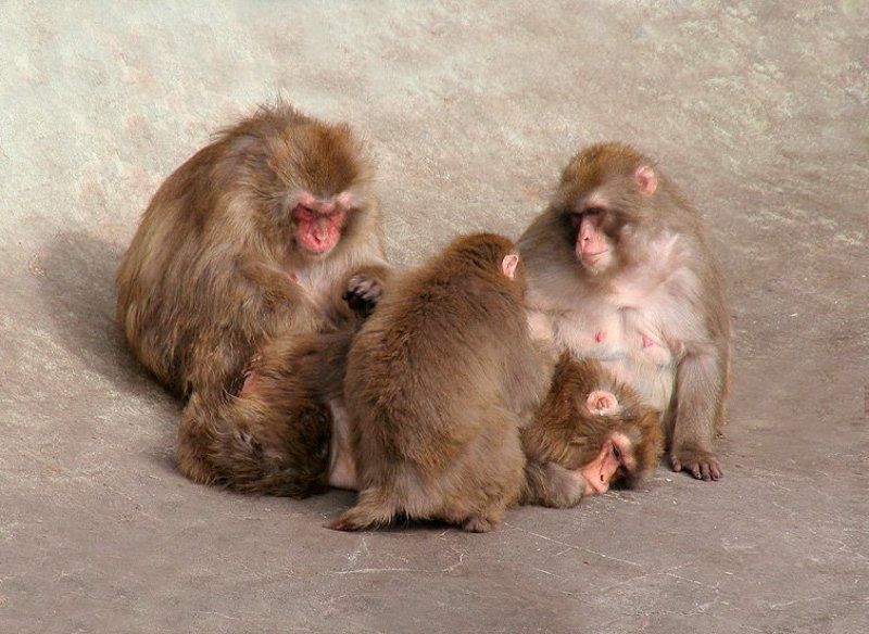 macaca, fuscata \