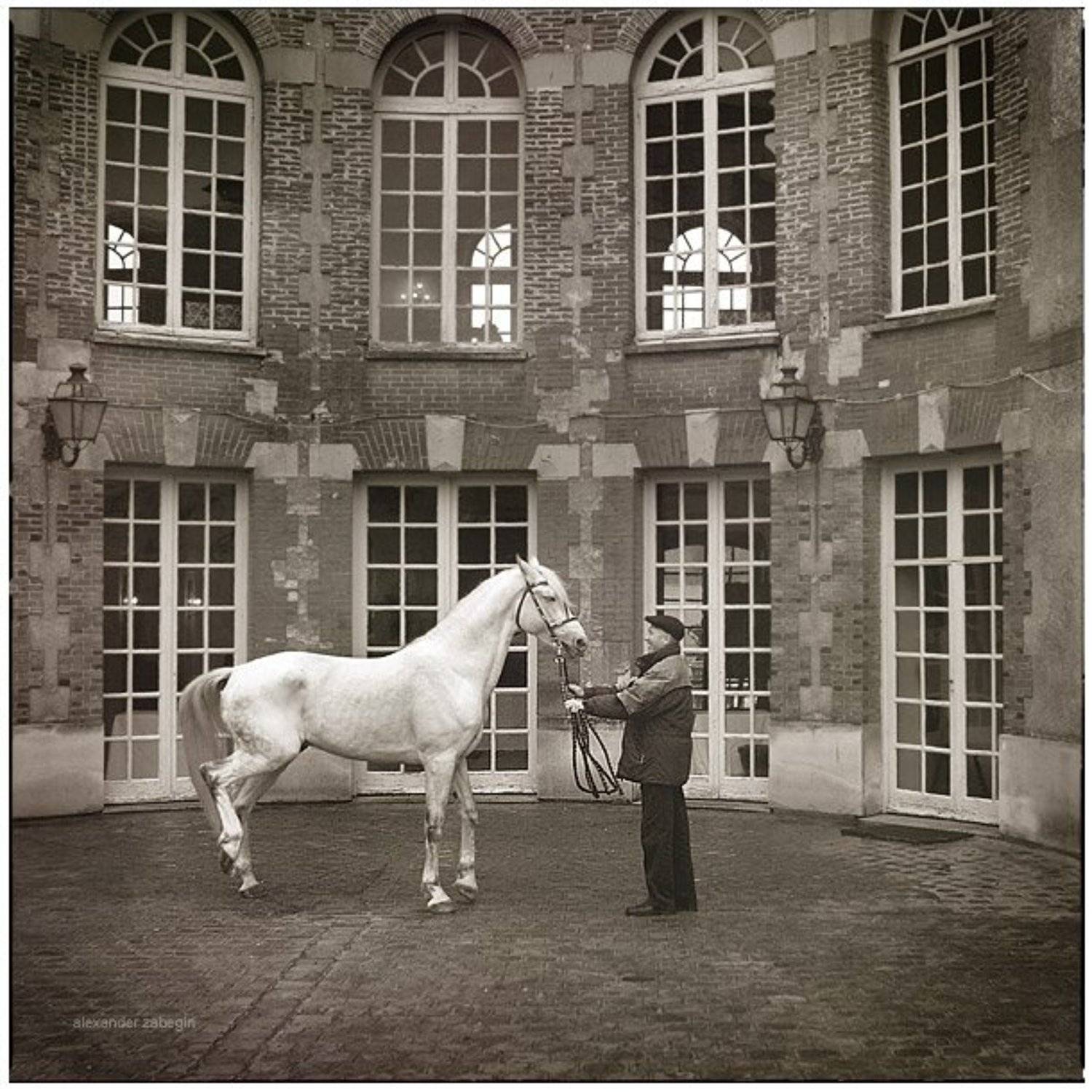 лошадь, лошади, конь, horses, horse, equi, zabegin, france, франция, Alexander Zabegin