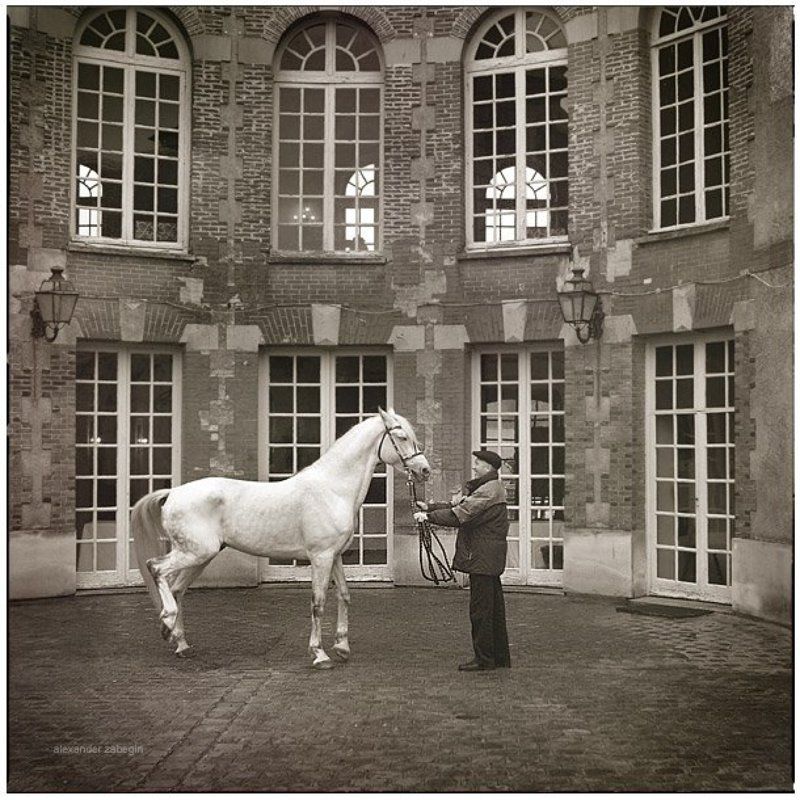 лошадь, лошади, конь, horses, horse, equi, zabegin, france, франция Князь фото превью