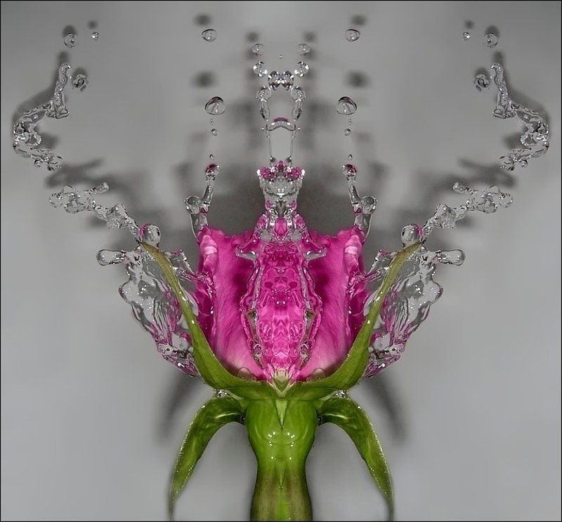 роза, вода, симметрия * фото превью